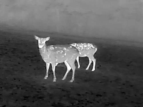 Drohne hilft bei der Kitzrettung